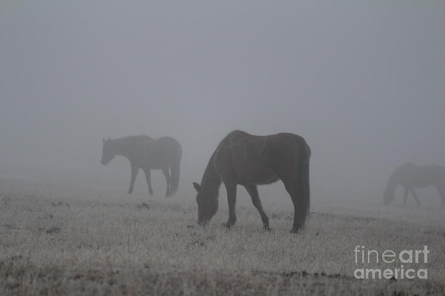 Horses in the Morning Fog Photograph by Ann E Robson