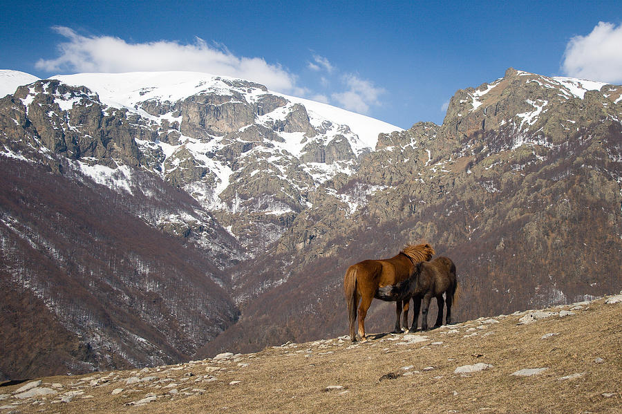 Horse Photograph - Horses in the mountain by Peter Til