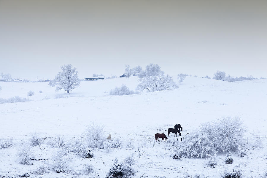 Horses in the snow Photograph by Alexey Stiop