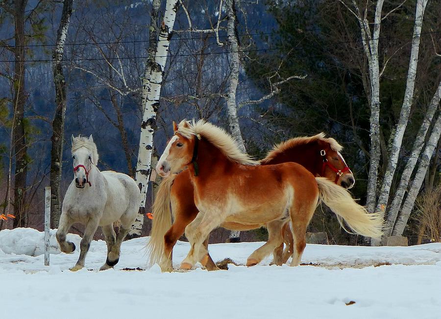 Horses in the Snow Photograph by Elaine Franklin