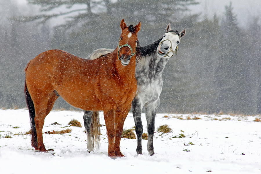 Winter Photograph - Horses in the snow by Gary Corbett