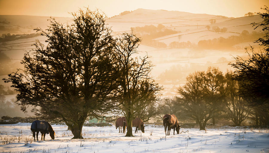 Horses in the snow Photograph by Neil Alexander Photography