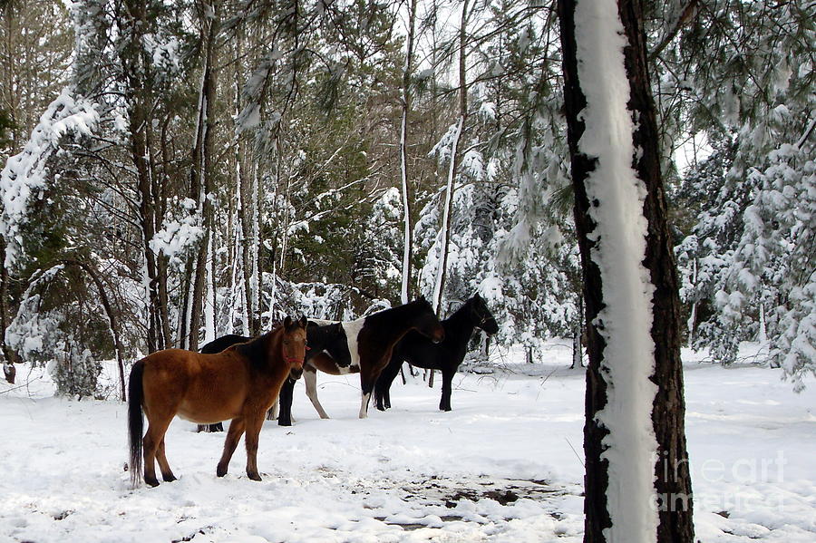 Horses in the snow Photograph by Vivian Cook