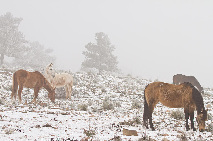 Horses in the Winter Snow and Fog Photograph by James BO Insogna