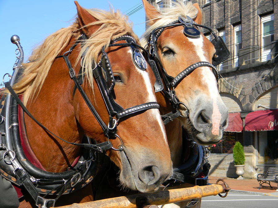 Horses in Town Photograph by Jean Goodwin Brooks