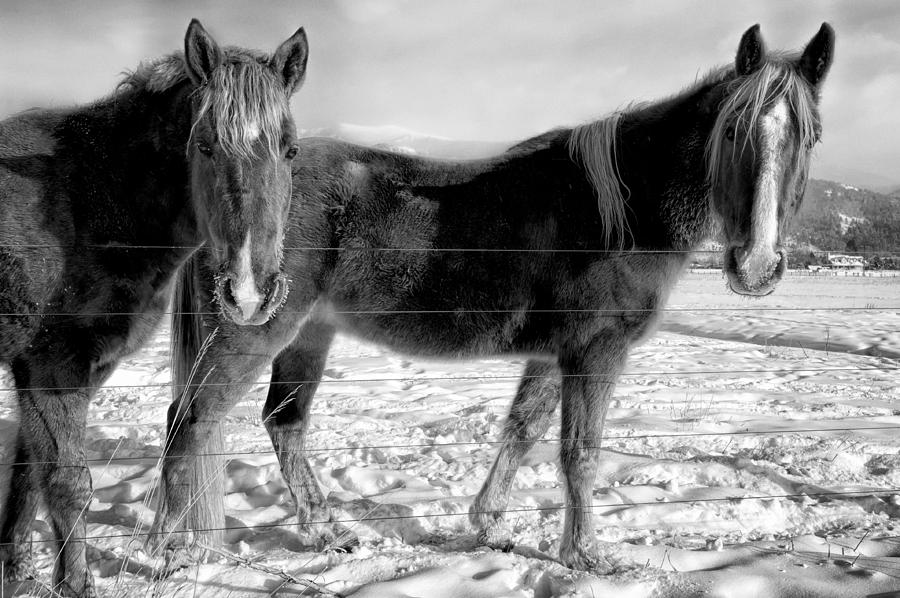 Horses in Winter Coats Photograph by Joan Herwig