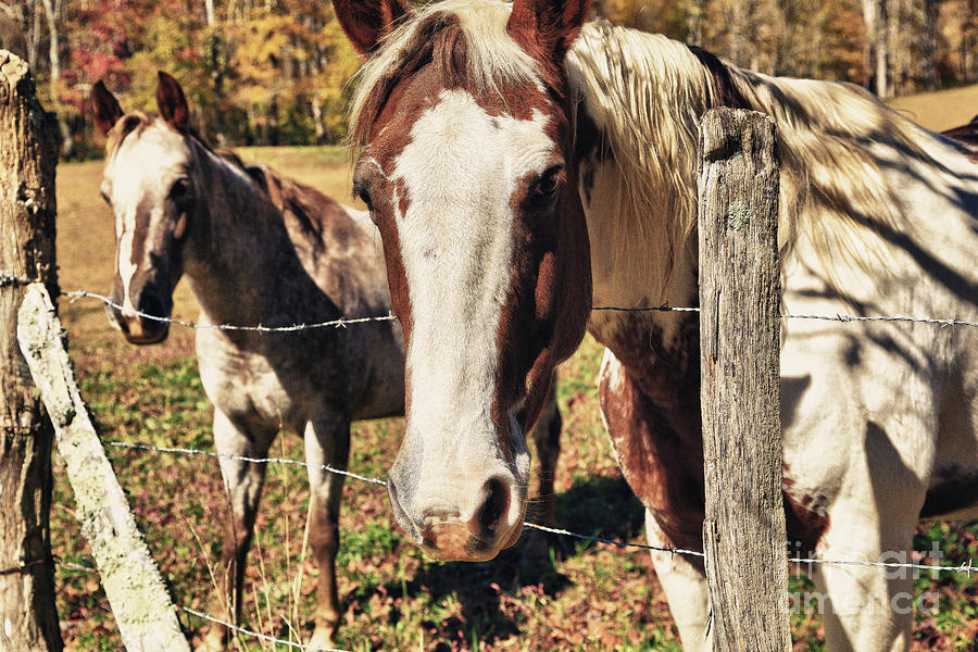Animal Photograph - Horses by Jill Lang