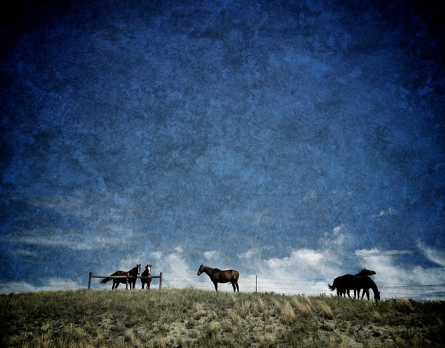 Horse Photograph - Horses by Jim Cortez