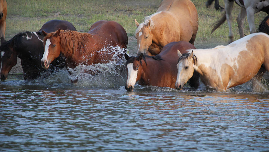 Horses N Water Photograph by Diane Bohna