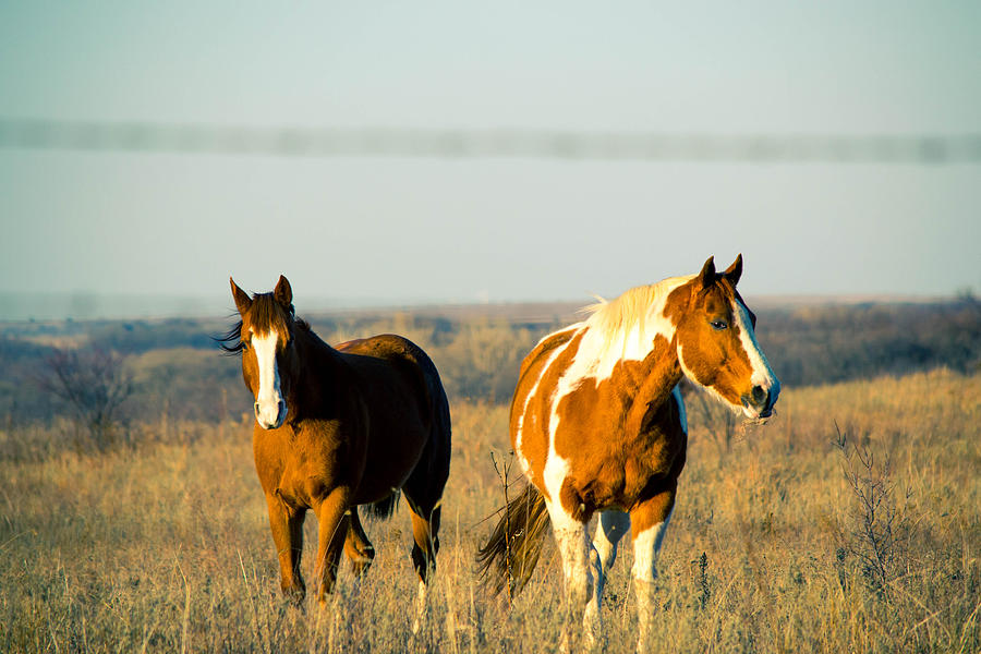 Horses  Photograph by Hillis Creative