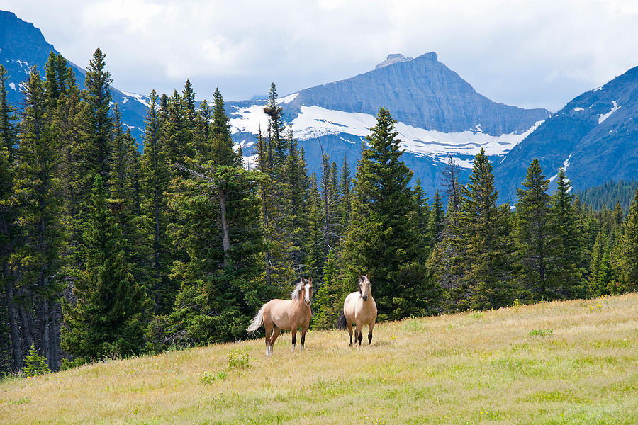 Horses Near Glacier National Park Photograph by Andrew J. Martinez