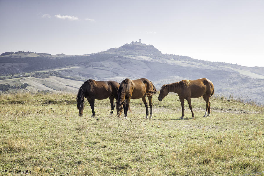 Horses near Mt. Amiata Photograph by Fran Gallogly