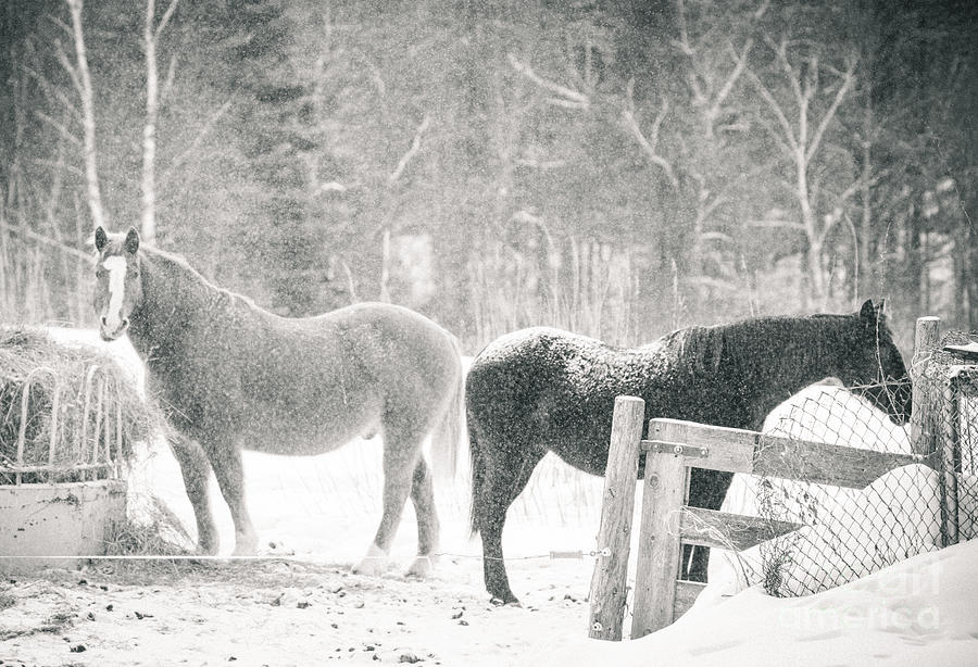 Horses of Olde Photograph by Cheryl Baxter