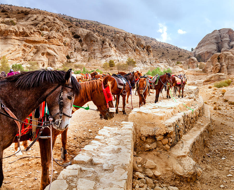 Horse Photograph - Horses of Petra by Alexey Stiop