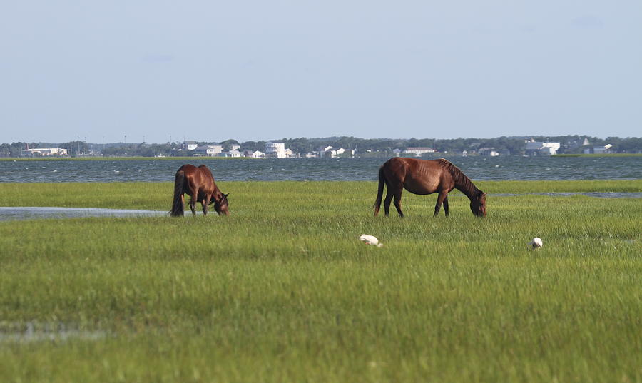 Horses of Shackleford Banks 2014 3 Photograph by Cathy Lindsey - Fine ...