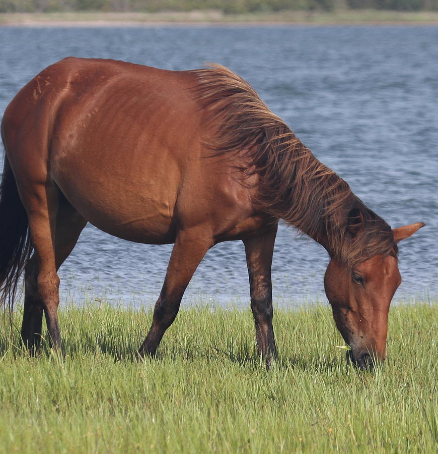 Landscape Photograph - Horses of Shackleford Banks 2014 4 by Cathy Lindsey