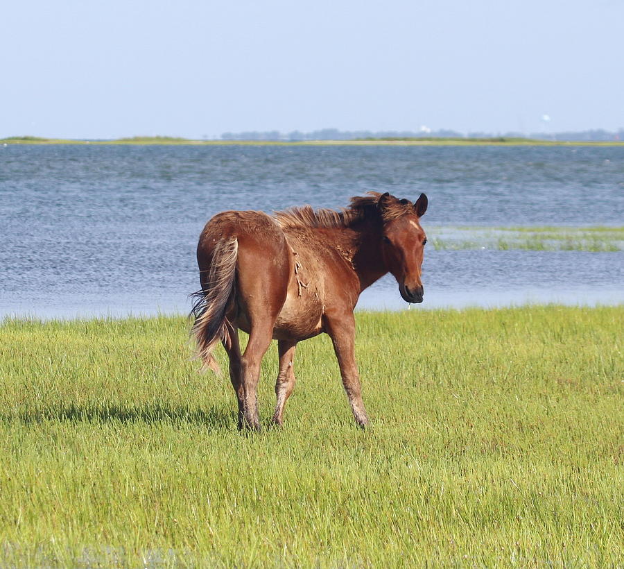 Landscape Photograph - Horses of Shackleford Banks 2014 5 by Cathy Lindsey