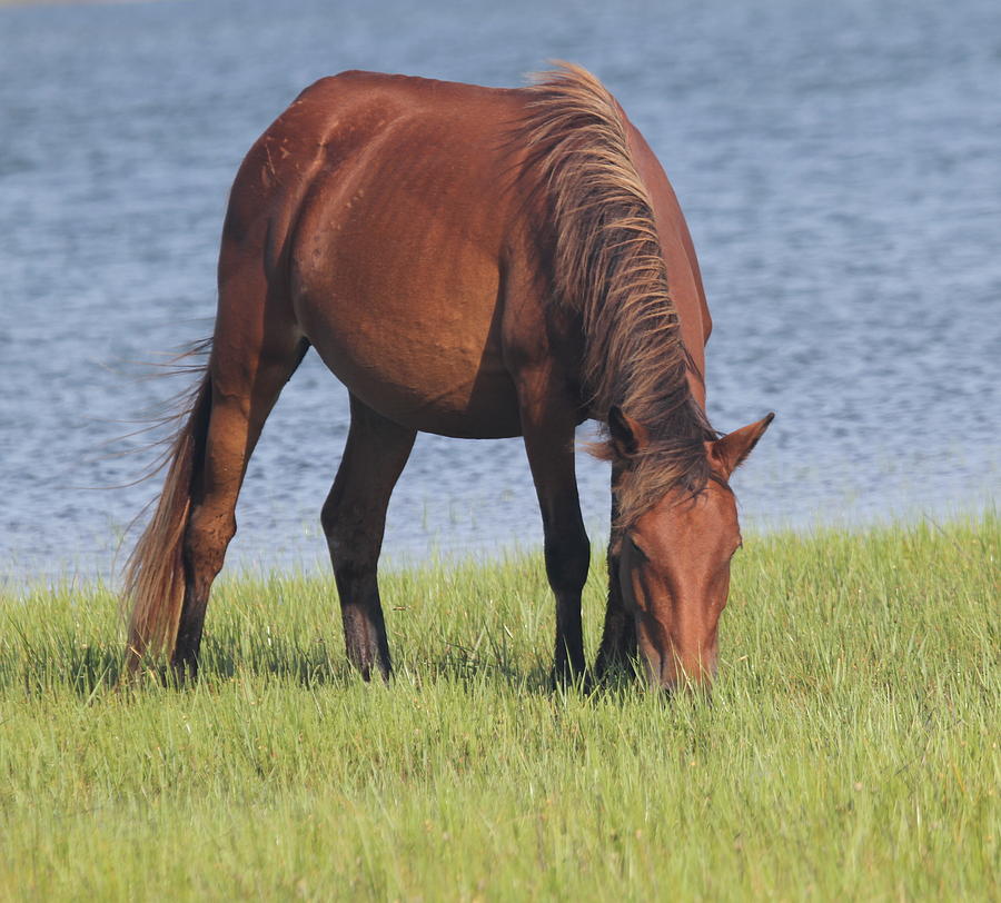 Horses of Shackleford Banks 2014 6 Photograph by Cathy Lindsey - Fine ...