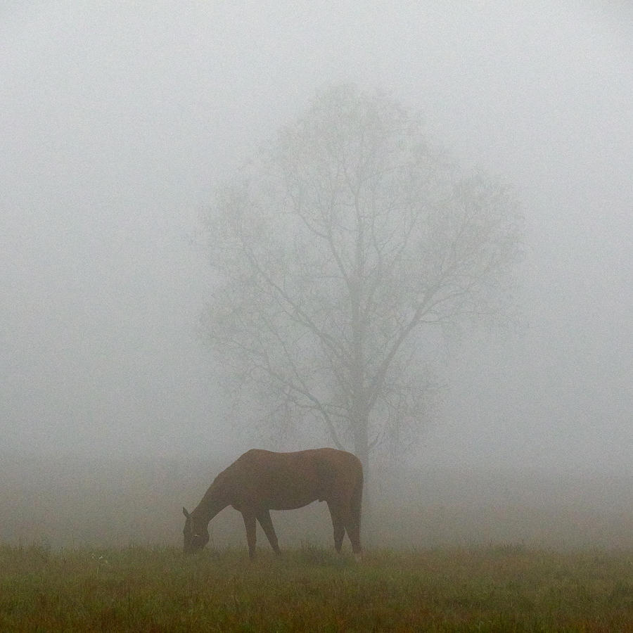 Horse of the Fall in color Photograph by Jouko Lehto