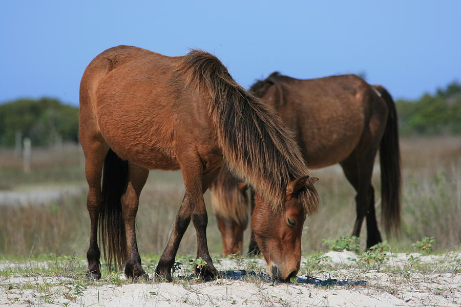 Horses of the Outer Banks Photograph by Marty Fancy | Fine Art America