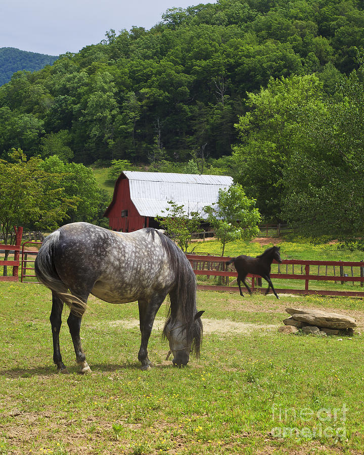 Horses on a Farm Photograph by Jill Lang