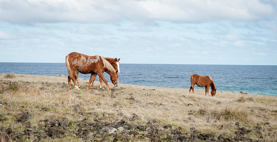 Horses On Easter Island Photograph by © Cedric Buffler