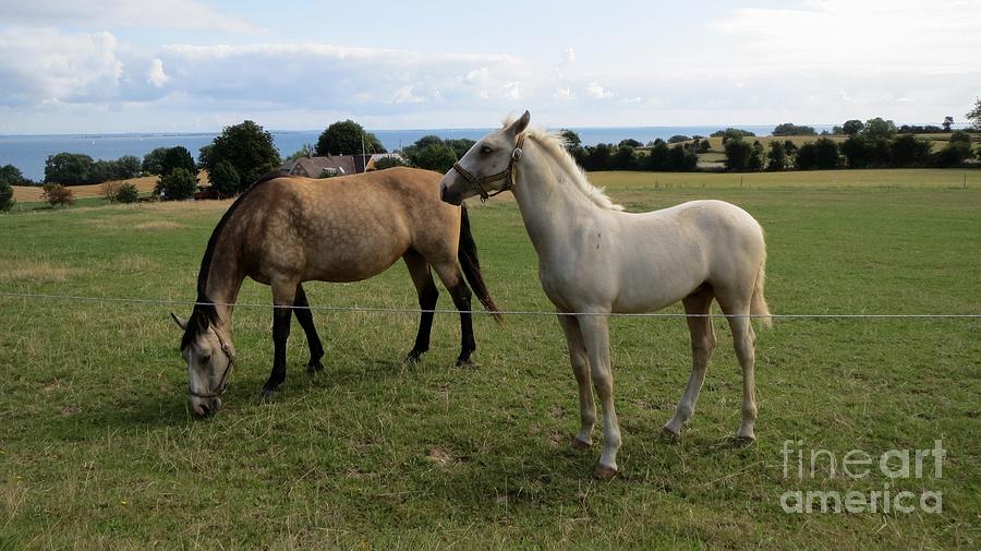Horses on grass Photograph by Susanne Baumann