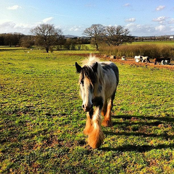 Horse Photograph - #horses On The #fields By My House by Alex George