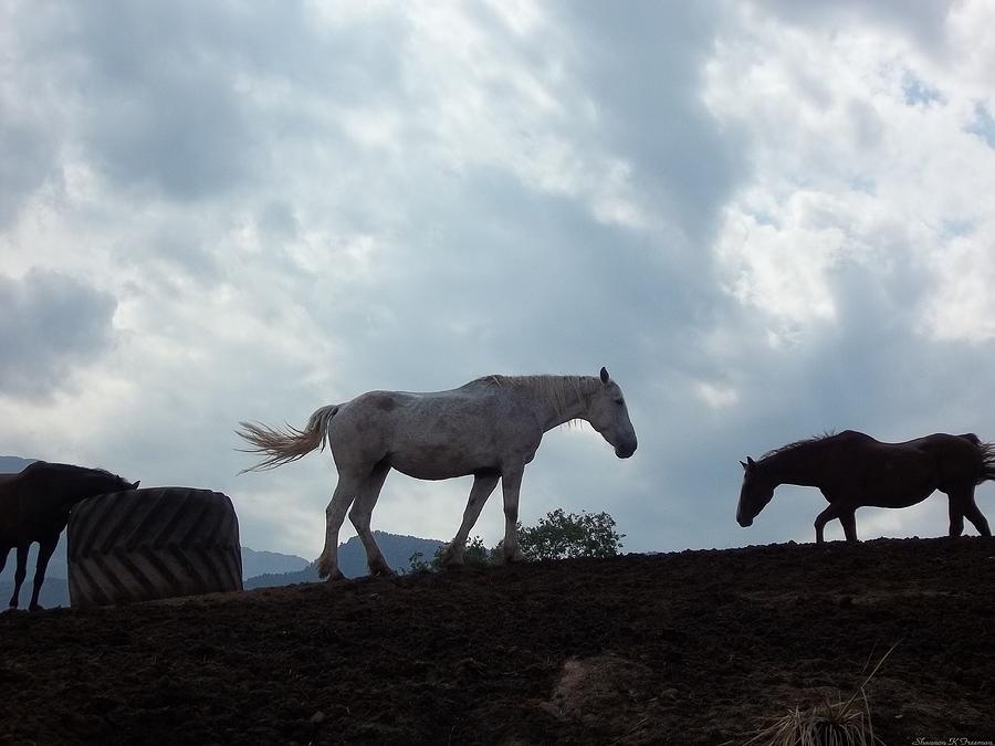 Mountain Photograph - Horses on the Hill 2 by Shannon Freeman