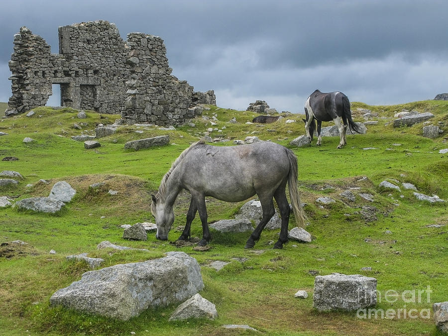Horses on the moors of Dartmoor Photograph by Patricia Hofmeester