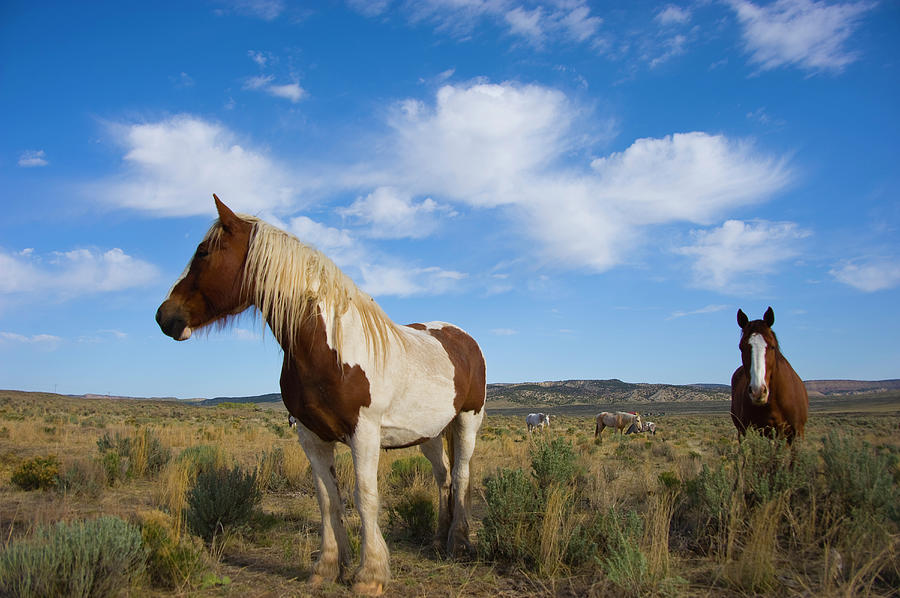 Horses On The Open Range Photograph by Donovan Reese