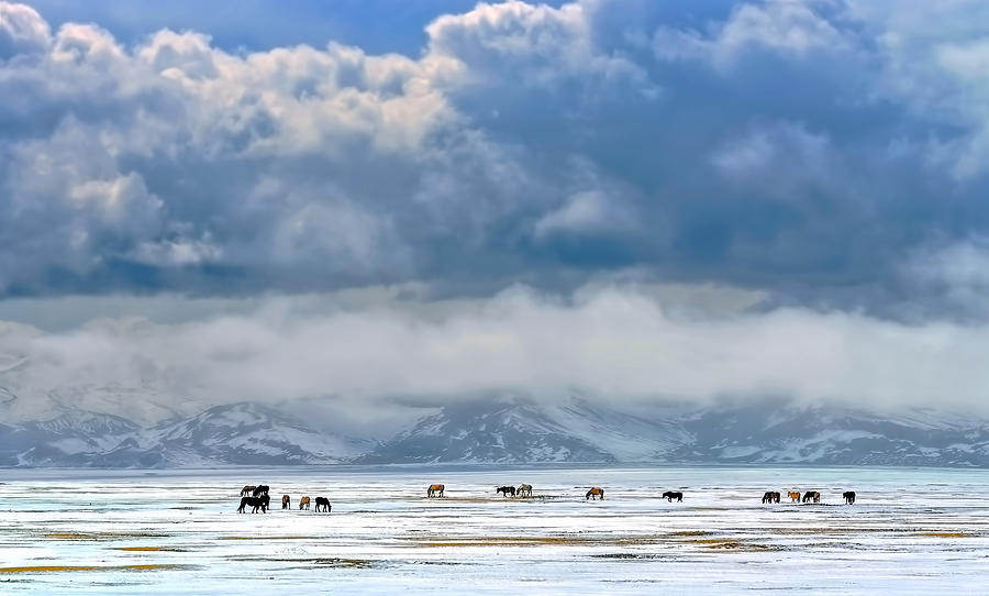 Horse Photograph - Horses On The Snow by Hua Zhu