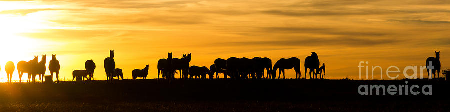 Horses Panorama Photograph by Jim McCain