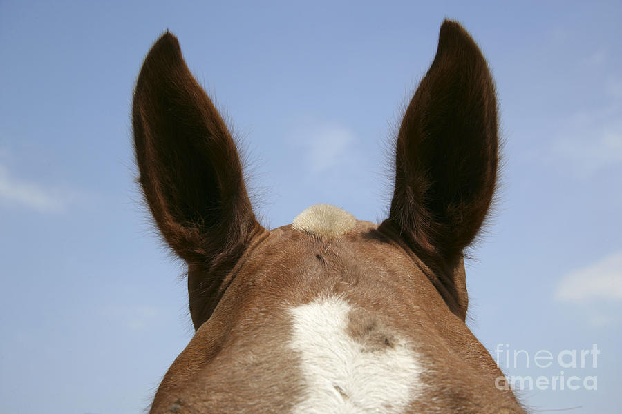 Mammal Photograph - Horses Poll by John Daniels