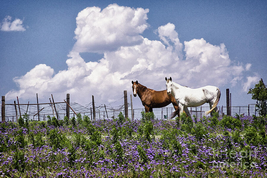 Horses Posing in Texas Bluebonnets Photograph by Priscilla Burgers