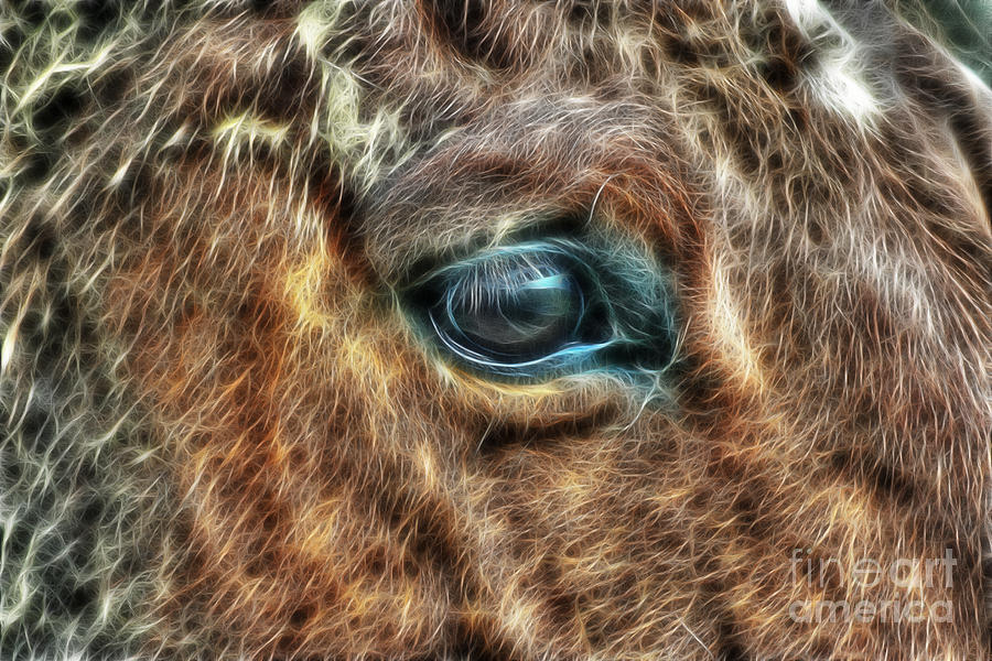 Equine Vision Photograph by Doc Braham