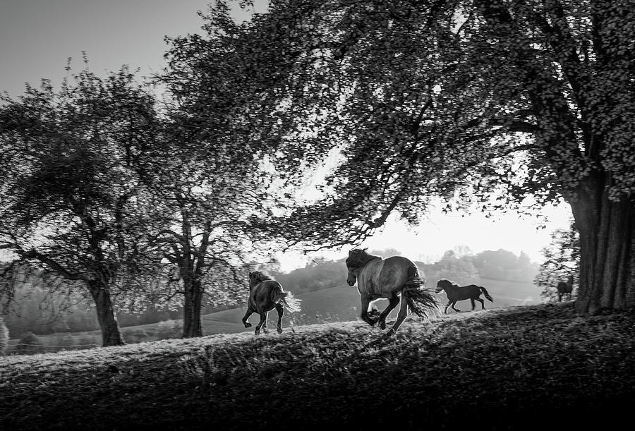 Horizontal Photograph - Horses Running At Sunset, Baden by Animal Images Horizontal Photograph - Horses Running At Sunset, Baden by Animal Images