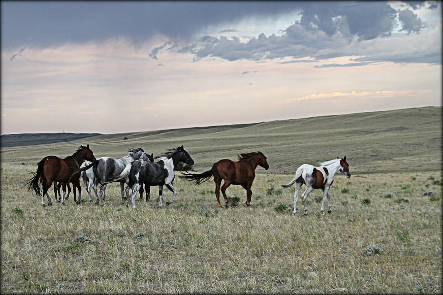 Horse Photograph - Horses Running Free by Big Horn  Photography