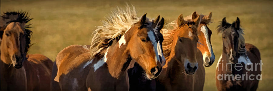 Horses - Running Free Photograph