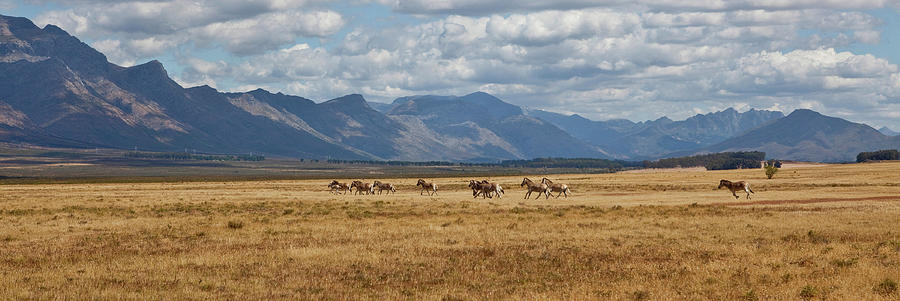 Horses Running In Field With Mountain Photograph by Panoramic Images
