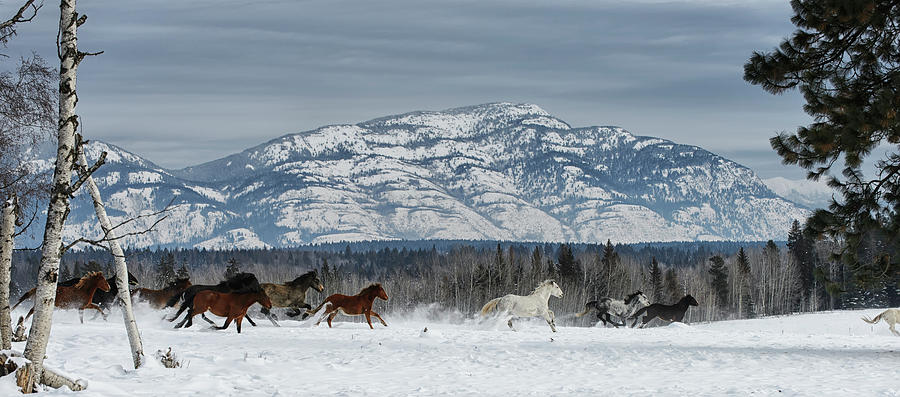 Horses Running In The Snow On A Ranch Photograph by Marg Wood