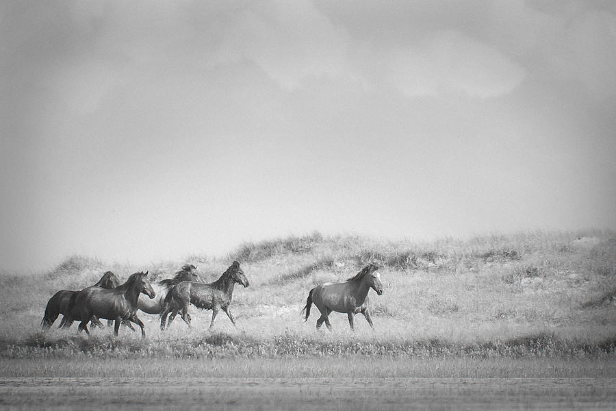Horses Running Wild Running Free Photograph by Bob Decker