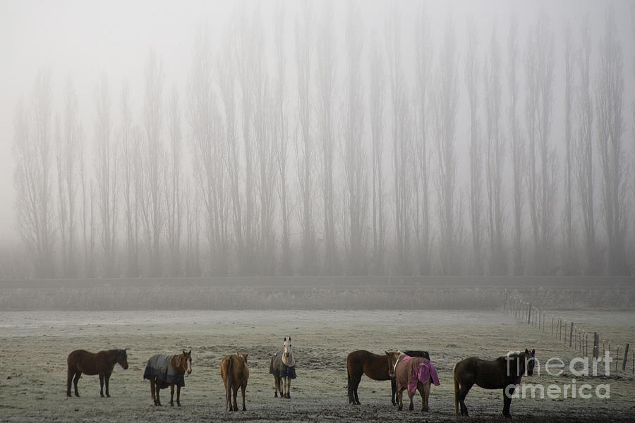 Horses Photograph by Sean Bagshaw
