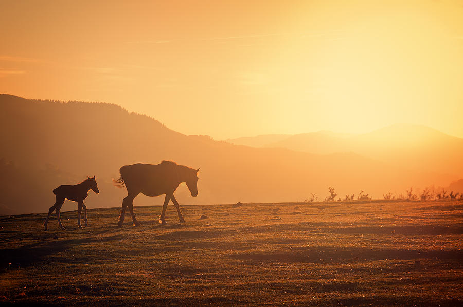 Horses Silhouette At Sunset Photograph by Mikel Martinez de Osaba