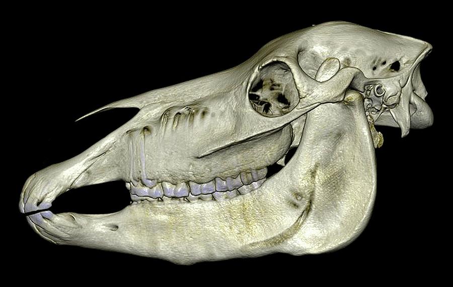 Horses Skull Photograph by Anders Persson, Cmiv