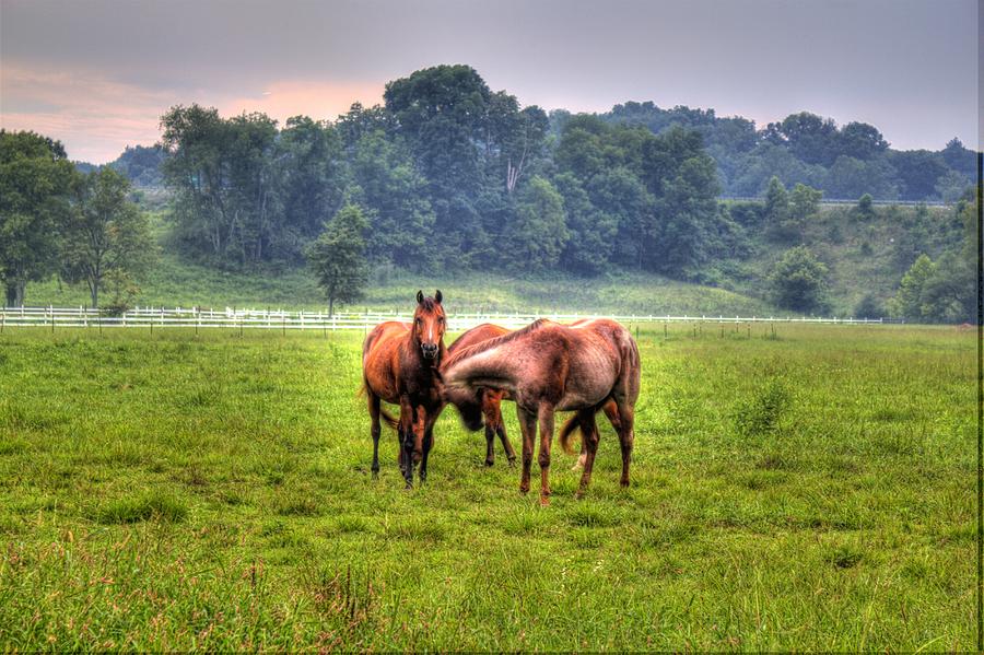 Nature Photograph - Horses socialize by Jonny D