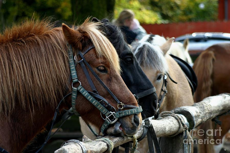 Horses Photograph by Susanne Baumann