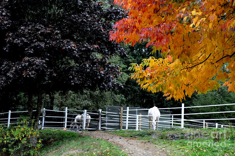 Horses Under the Fall Trees Photograph by Tatyana Searcy