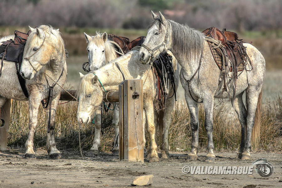 Nature Pyrography - Horses by Valerie Navarro