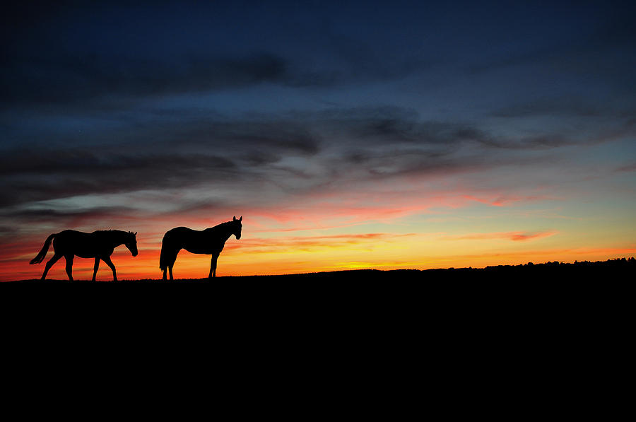 Sunset Photograph - Horses walking in the sunset by Aged Pixel